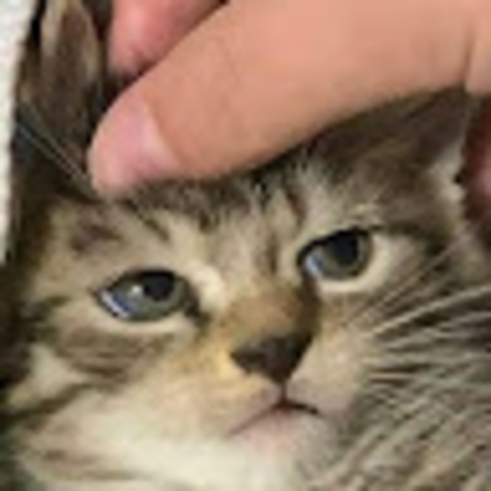 Meet your Posher, Beezwax